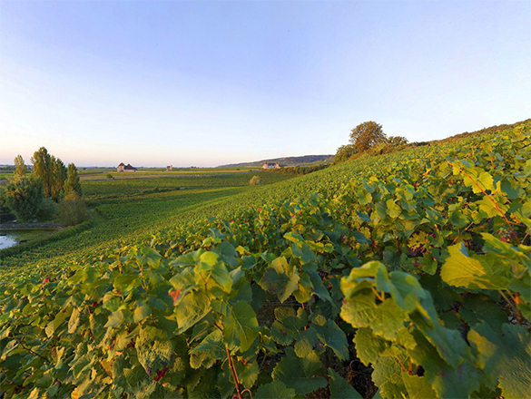 Appellation Chambolle-Musigny