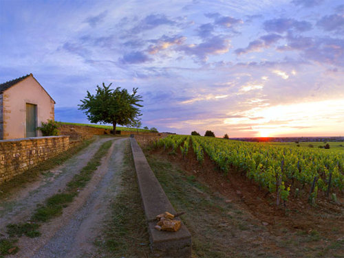 Appellation Côte Chalonnaise